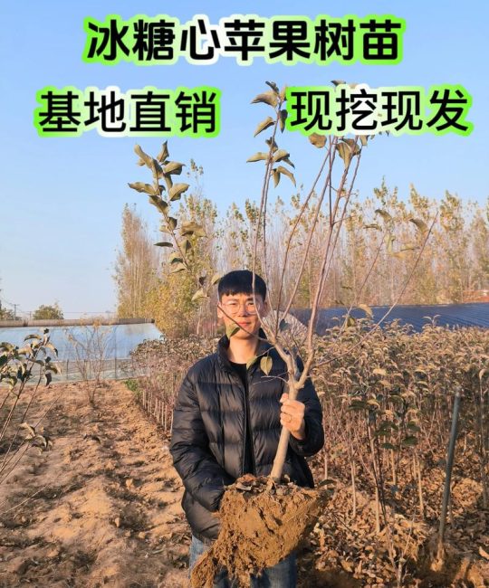 苹果树苗在哪里买？3步锁定真品种、好根系的优质苗圃