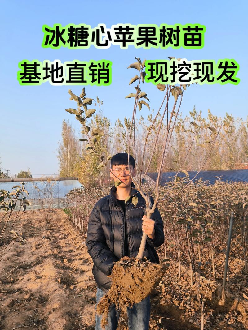 苹果树苗在哪里买？3步锁定真品种、好根系的优质苗圃
