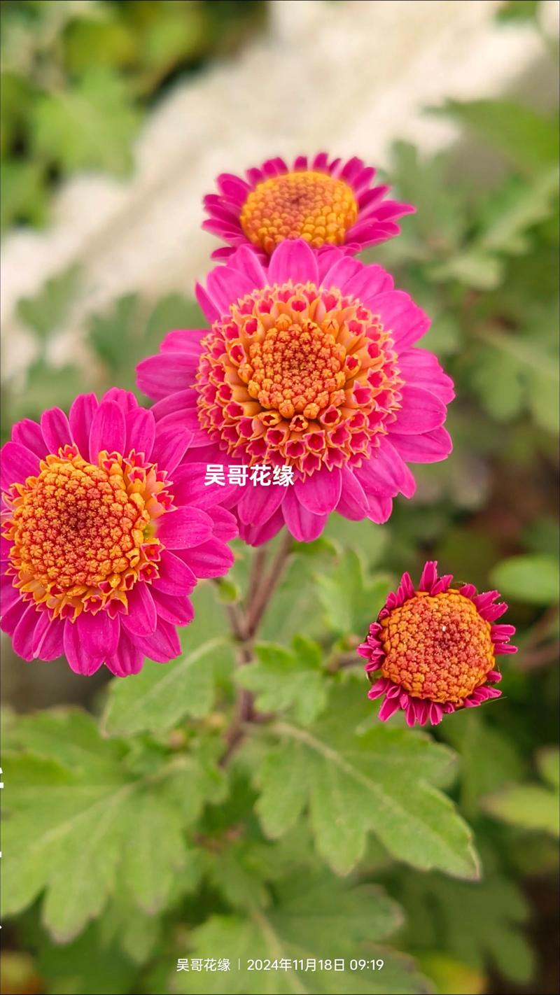 什么颜色的菊花?菊花花色大全与盆栽地栽选择指南 修剪促花,两项操作定花色