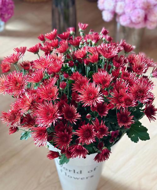 什么颜色的菊花?菊花花色大全与盆栽地栽选择指南 盆栽还是地栽?看这3个判断依据