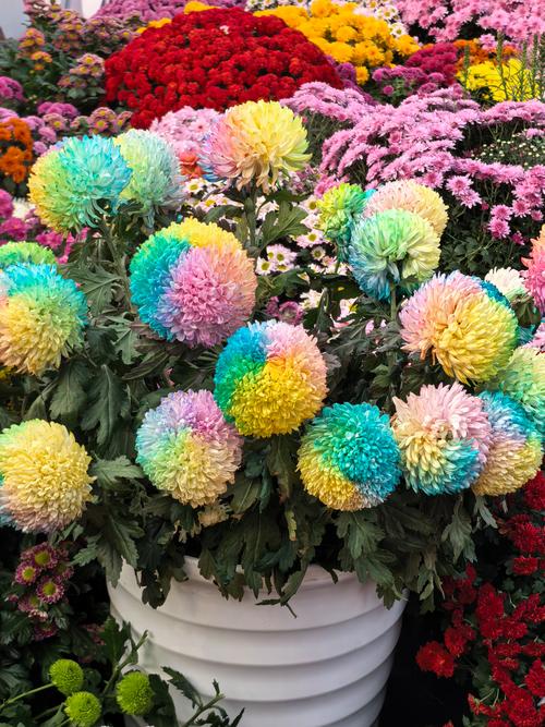 什么颜色的菊花?菊花花色大全与盆栽地栽选择指南 光照与水肥精准方案