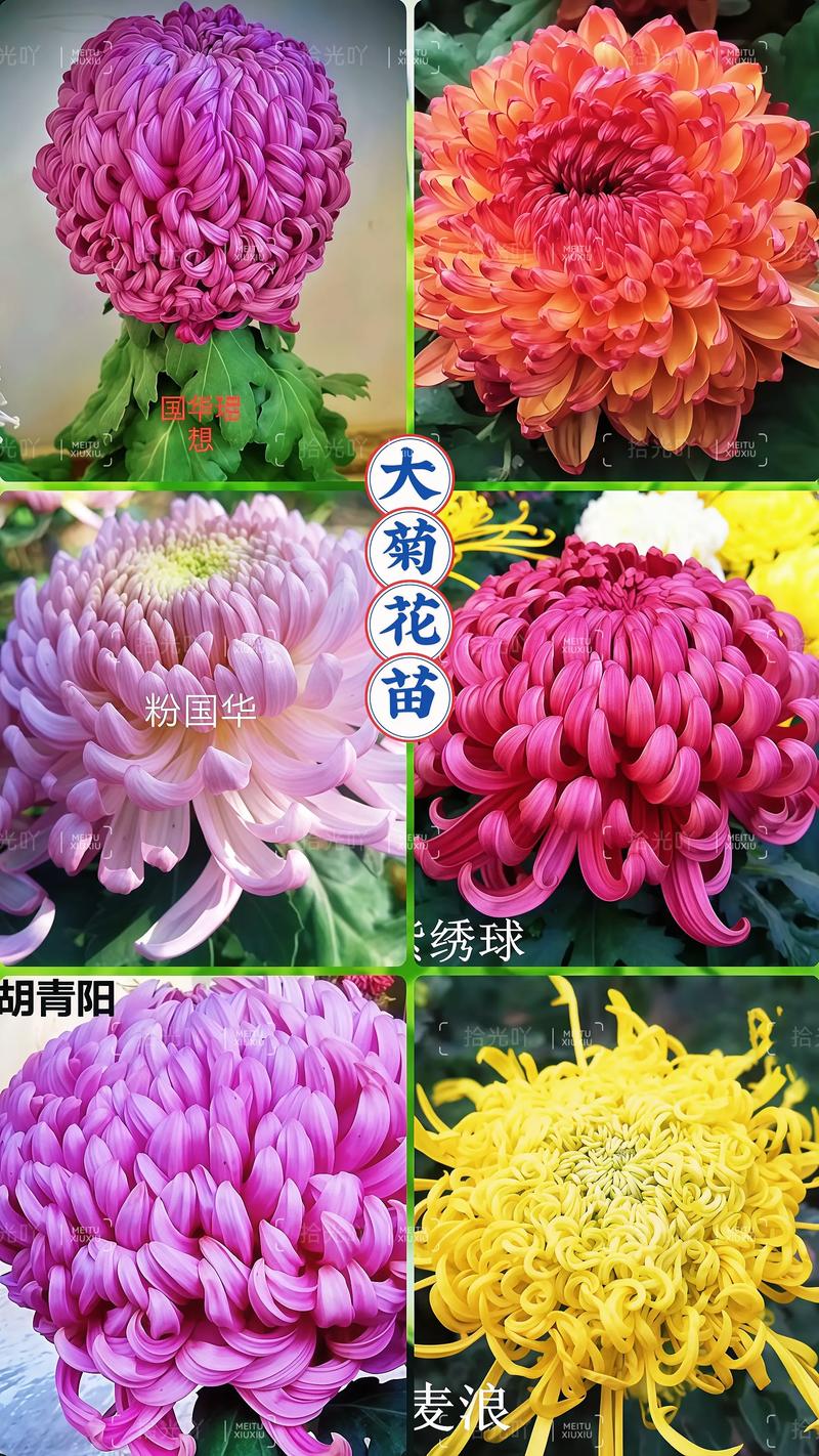 什么颜色的菊花?菊花花色大全与盆栽地栽选择指南 常见误区与纠正