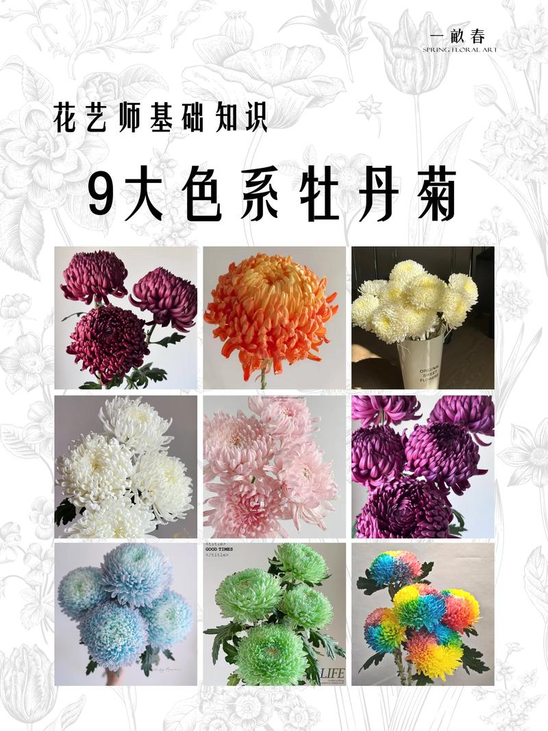 什么颜色的菊花?菊花花色大全与盆栽地栽选择指南 总结