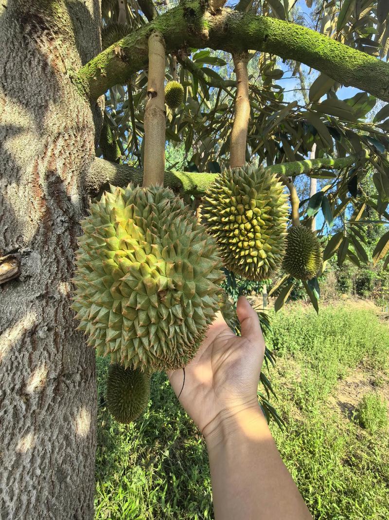 国产榴莲在哪里种植更合适? 四、栽植深度