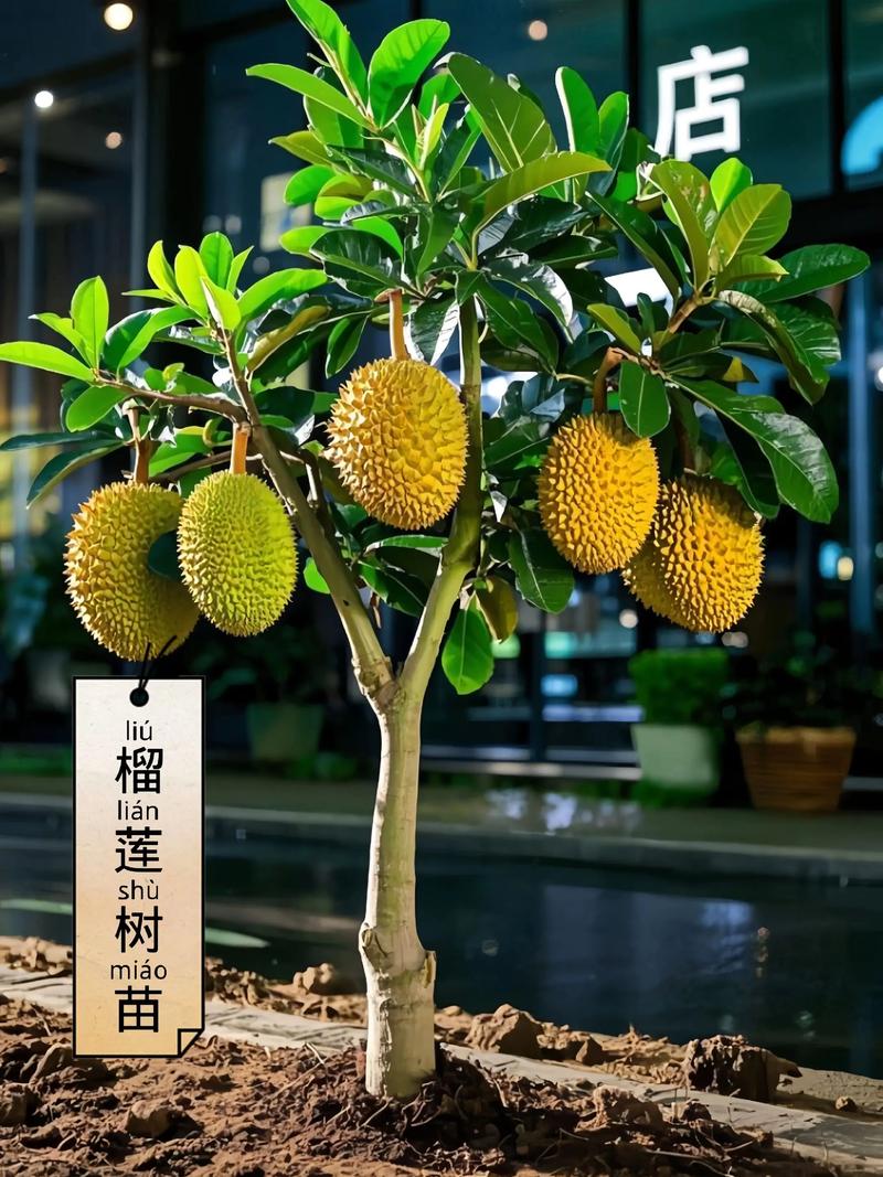 国产榴莲在哪里种植更合适? 六、缓苗管理