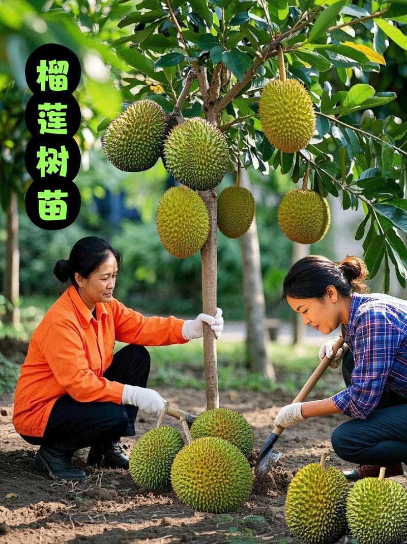 国产榴莲在哪里种植更合适? 五、浇定根水