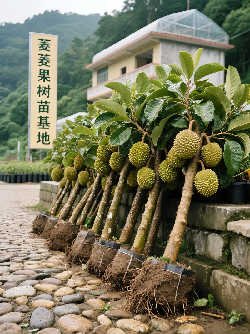 国产榴莲在哪里种植更合适? 结语