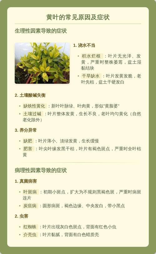 栀子花为什么叶子黄?常见原因与解决方法全解析 四、施肥问题:缺肥瘦黄,肥多烧根