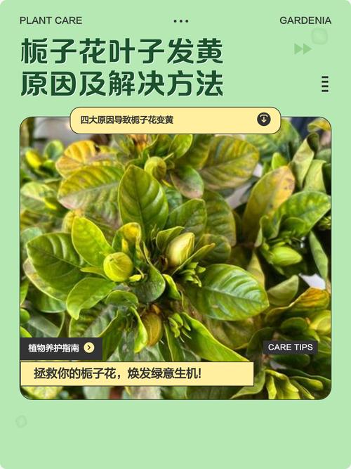 栀子花为什么叶子黄?常见原因与解决方法全解析 六、病虫害侵扰