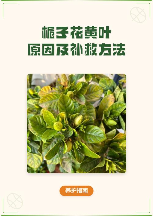 栀子花为什么叶子黄?常见原因与解决方法全解析 总结:对症下药,才能根治黄叶