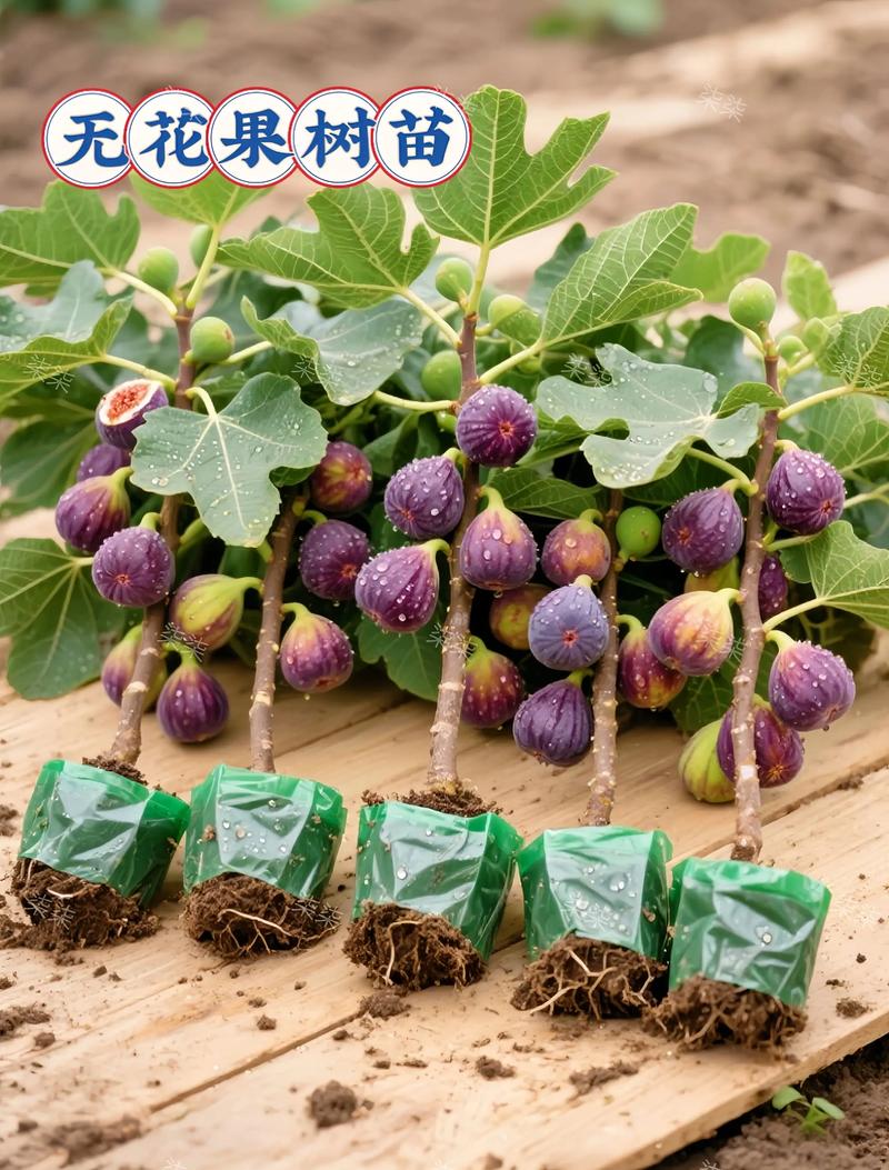 绿豆和无花果可以一起吃吗?无花果果苗与绿豆间作种植全攻略 苗木采购看嫁接口、根系和苗龄