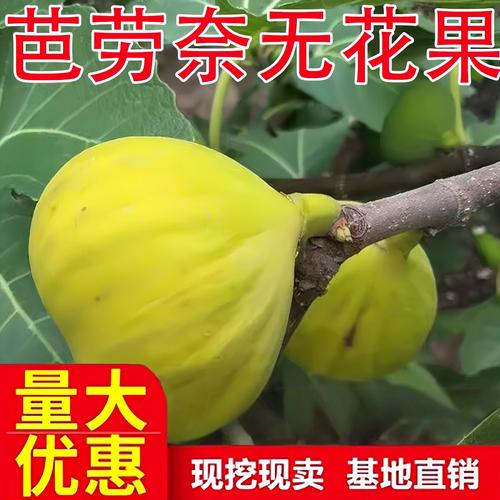 绿豆和无花果可以一起吃吗?无花果果苗与绿豆间作种植全攻略 常见间作误区