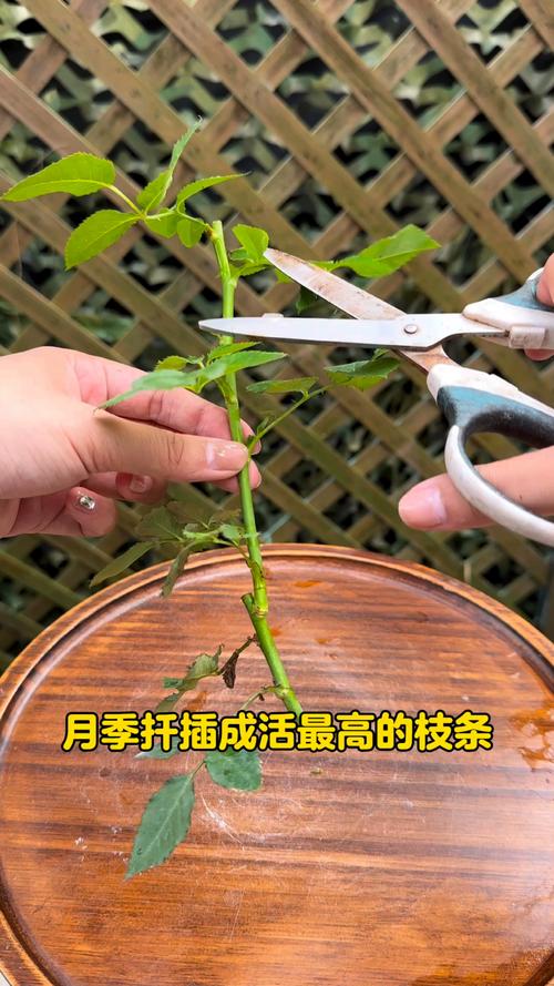 月季花压条繁殖可以活吗?家庭园艺压条成活率90%的实操指南 压条繁殖的精准操作方案