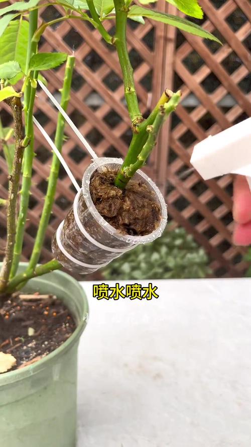 月季花压条繁殖可以活吗?家庭园艺压条成活率90%的实操指南 FAQ