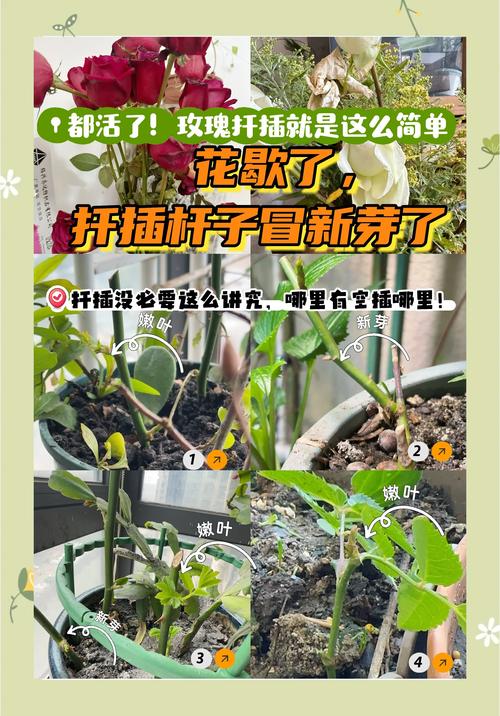 月季花压条繁殖可以活吗?家庭园艺压条成活率90%的实操指南 盆栽与地栽的压条选择决策