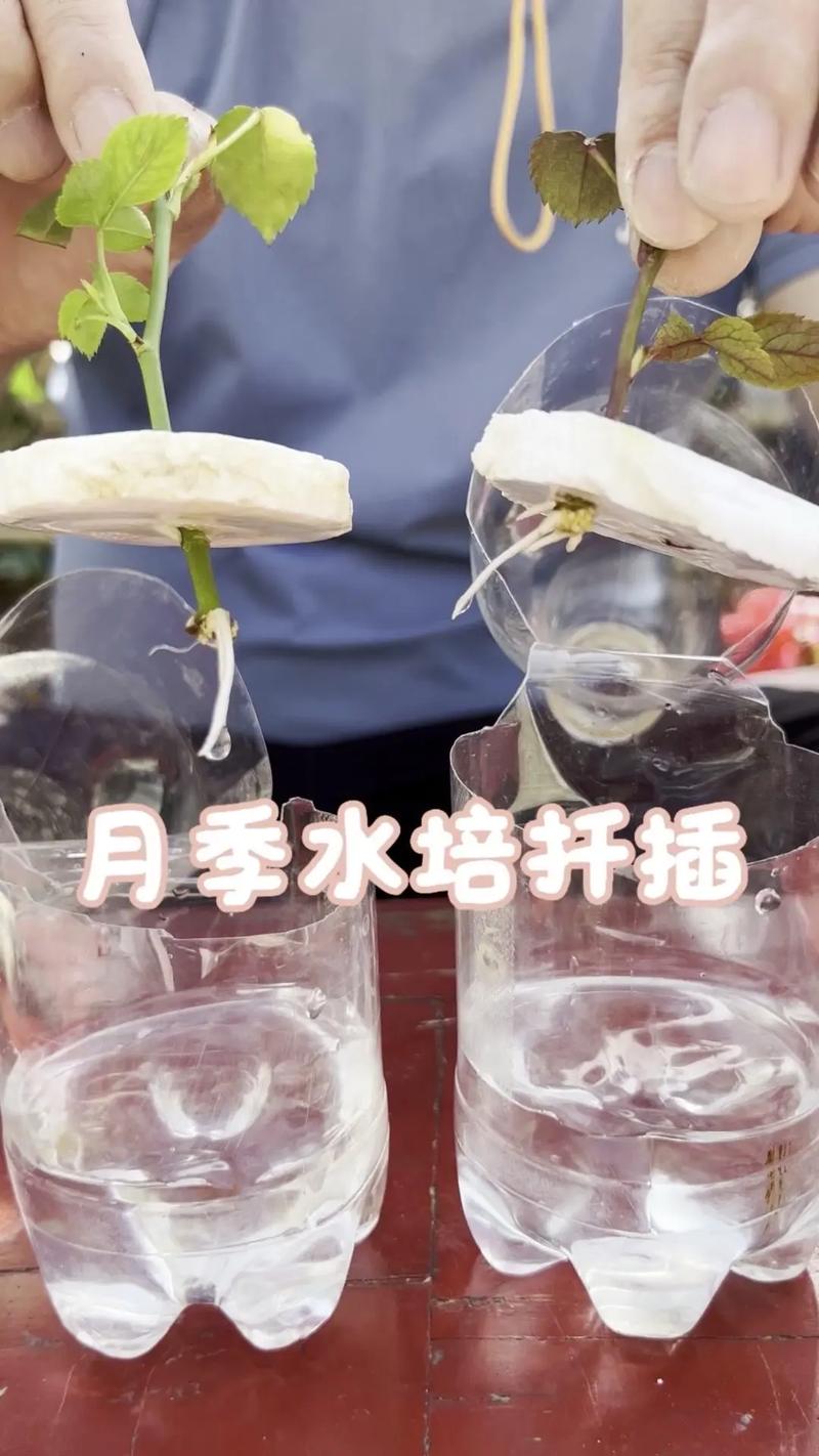 月季花压条繁殖可以活吗?家庭园艺压条成活率90%的实操指南 总结