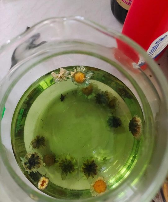 为什么菊花茶泡久了会变绿？科学解析与正确冲泡指南
