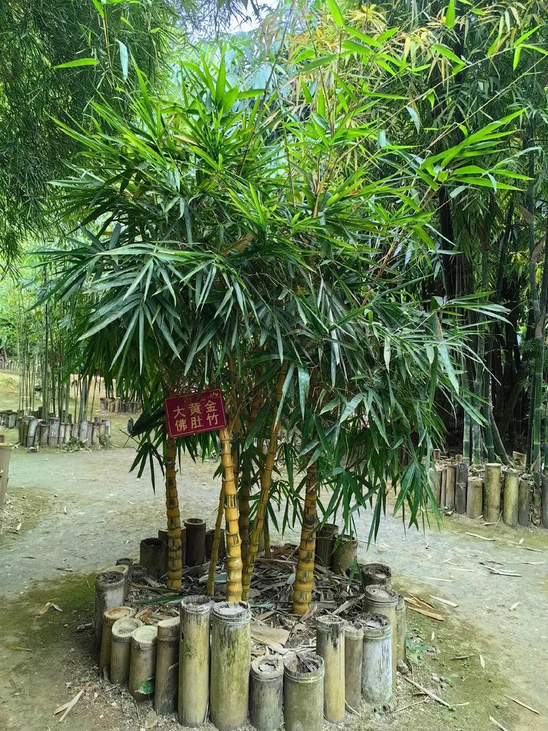 竹有多少品种?四大常见观赏竹的六维对比与选购指南 二、关键差异逻辑解释