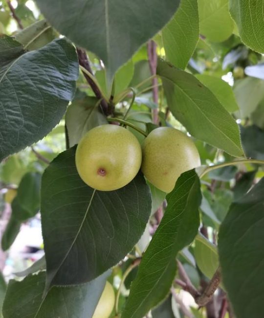 院子里种梨树好不好？科学种植指南与品种推荐