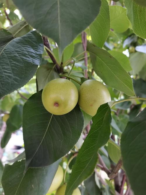 院子里种梨树好不好?科学种植指南与品种推荐 院子里种梨树好不好?科学种植指南与品种推荐