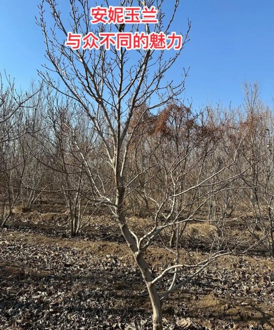 玉兰花苞干枯原因排查与养护补救指南（庭院乔木篇）