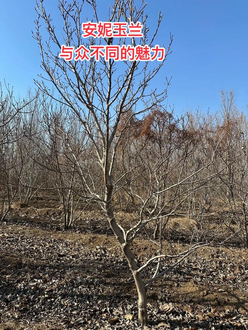 玉兰花苞干枯原因排查与养护补救指南(庭院乔木篇) 玉兰花苞干枯的常见原因分析