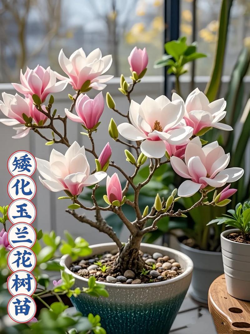 玉兰花苞干枯原因排查与养护补救指南(庭院乔木篇) 玉兰树移栽与养护管理要点