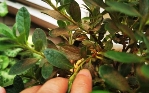 杜鹃花土里生虫子了怎么办？专业防治方法全攻略