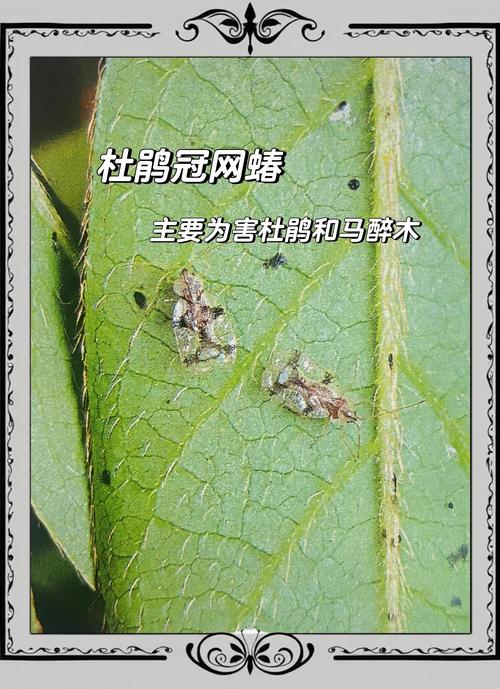 杜鹃花土里生虫子了怎么办?专业防治方法全攻略 二、如何判断虫害类型?
