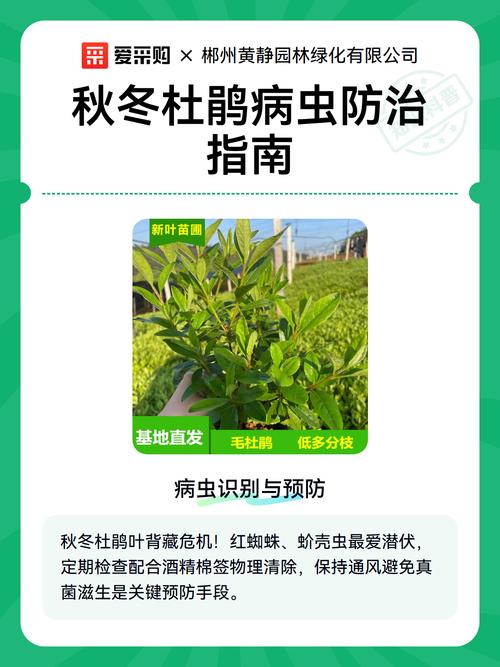 杜鹃花土里生虫子了怎么办?专业防治方法全攻略 结语