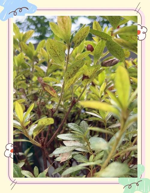 杜鹃花土里生虫子了怎么办?专业防治方法全攻略 三、分步骤防治方案
