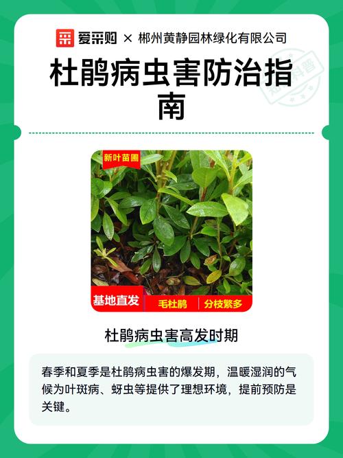 杜鹃花土里生虫子了怎么办?专业防治方法全攻略 四、特别提醒