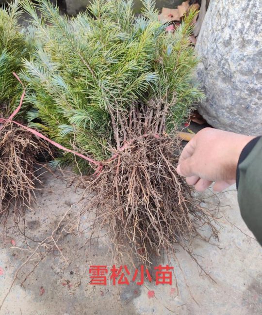 三年生松树苗价格参考：2026年市场报价与选购指南