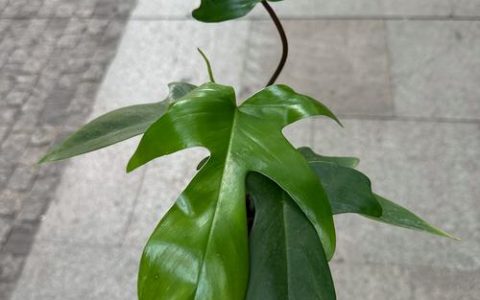 飞机上能带小植物吗？园艺爱好者必读的乘机指南