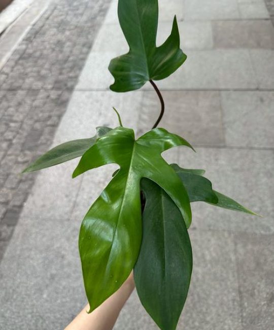 飞机上能带小植物吗？园艺爱好者必读的乘机指南