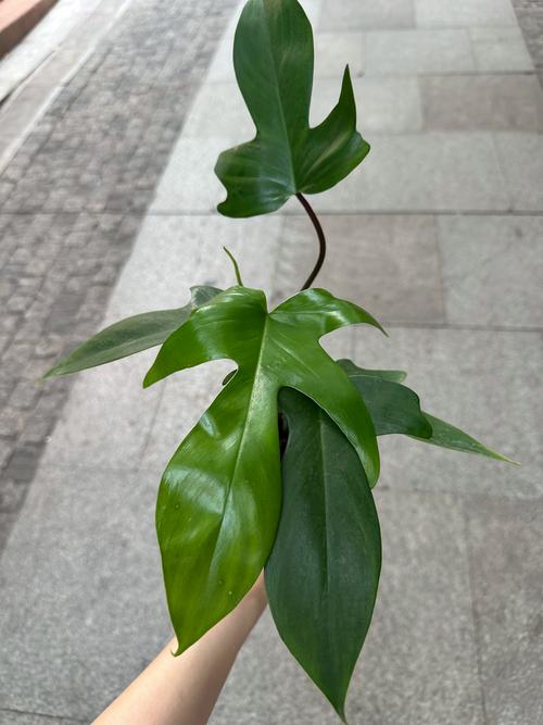 飞机上能带小植物吗?园艺爱好者必读的乘机指南 一、国内航班:可以带,但有条件
