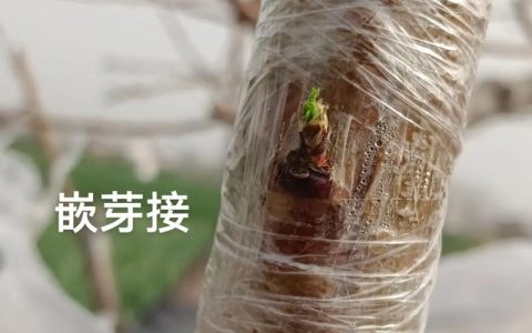 核桃树芽接成活率提升指南：最佳时间、操作步骤与嫁接苗选购标准