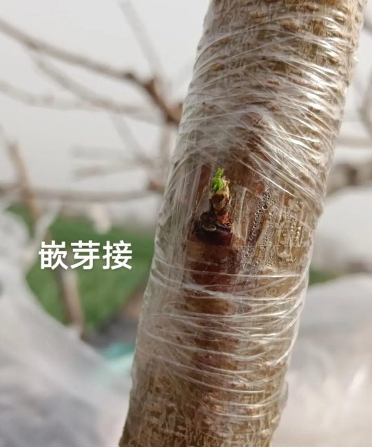 核桃树芽接成活率提升指南：最佳时间、操作步骤与嫁接苗选购标准
