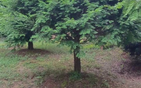 家庭种植红豆杉的养护指南：修剪、浇水与施肥全攻略