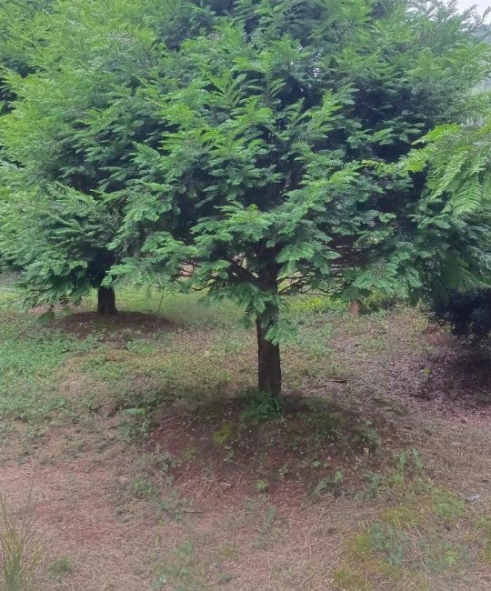 家庭种植红豆杉的养护指南：修剪、浇水与施肥全攻略