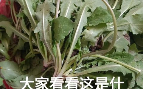 黄瓜苗是什么菜？一篇说清黄瓜苗的种植与识别技巧