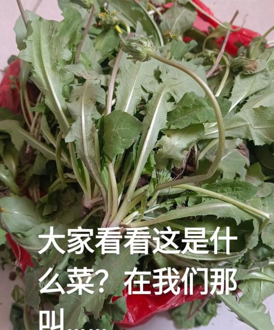 黄瓜苗是什么菜？一篇说清黄瓜苗的种植与识别技巧