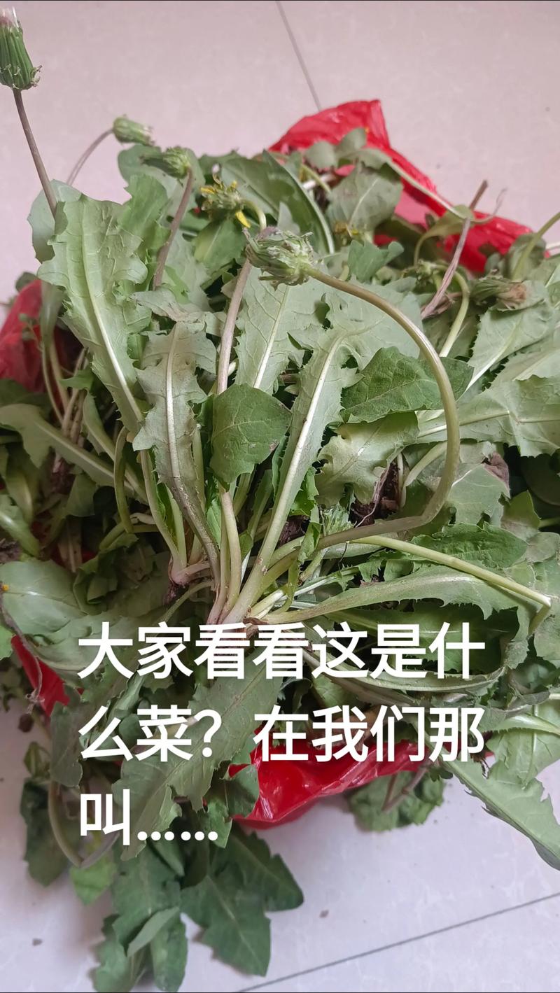 黄瓜苗是什么菜?一篇说清黄瓜苗的种植与识别技巧 黄瓜苗是什么菜?一篇说清黄瓜苗的种植与识别技巧