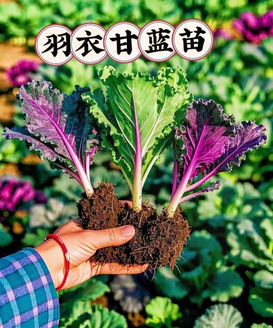 羽衣甘蓝什么时候种？从播种到收获的阳台/菜园种植全攻略