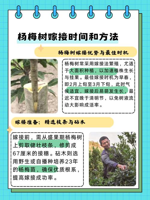 五、嫁接后管理与移栽决策