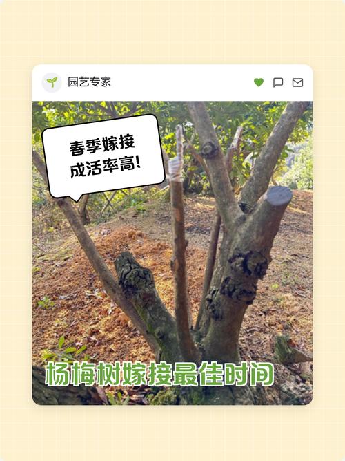 四、成活率影响因素与品种差异