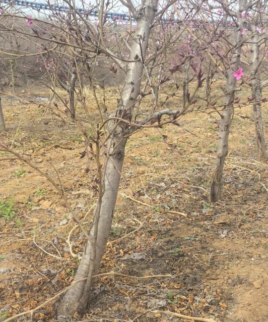桃树挖了还能栽桃树吗？重茬种植的核心结论与操作指南
