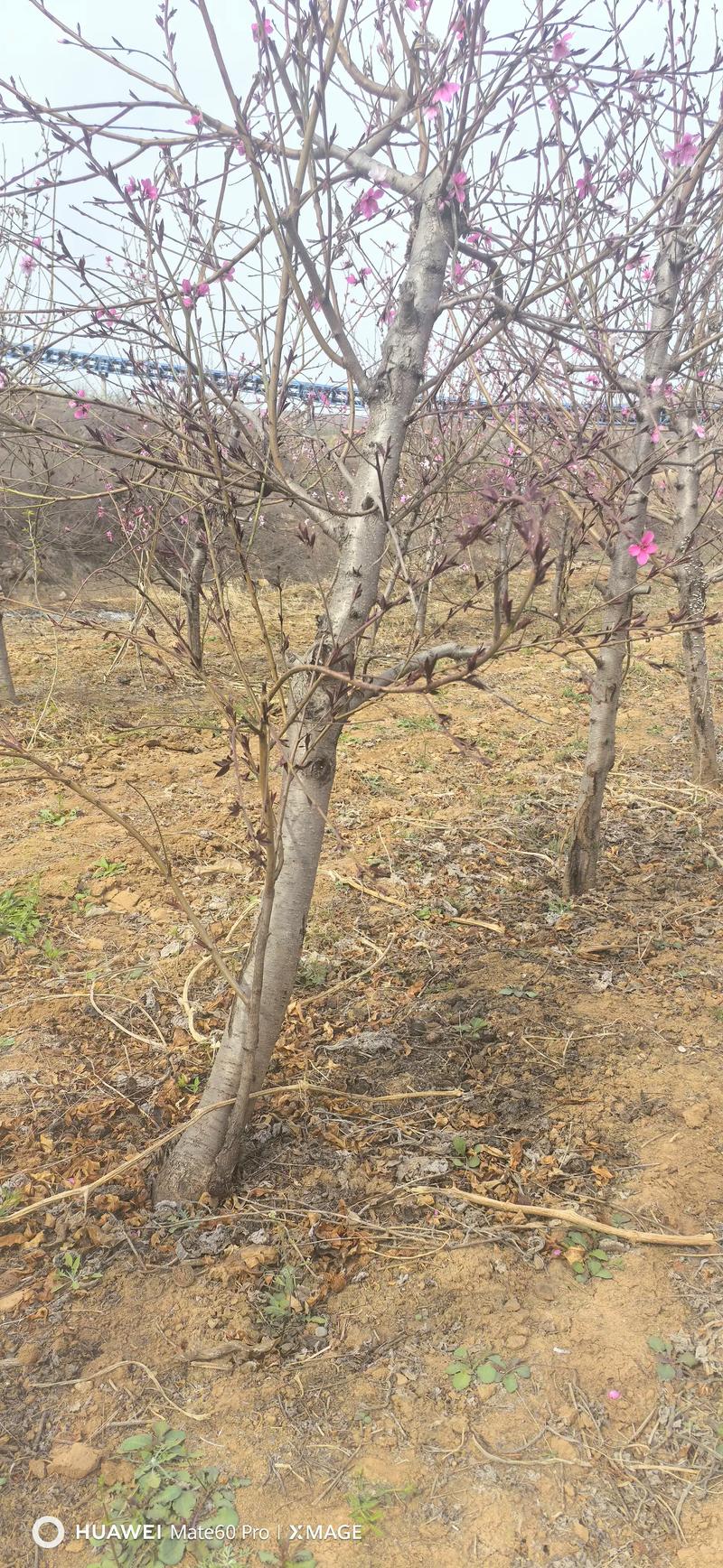 桃树挖了还能栽桃树吗？重茬种植的核心结论与操作指南