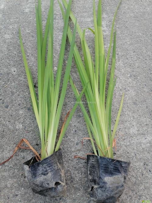 价格快速参考