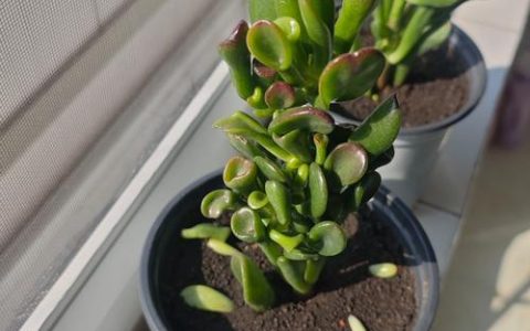 家里养多肉植物好吗？园艺设计师的科学解答与养护指南